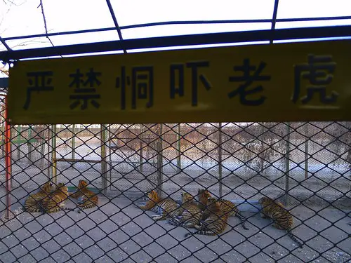 tiger signboard