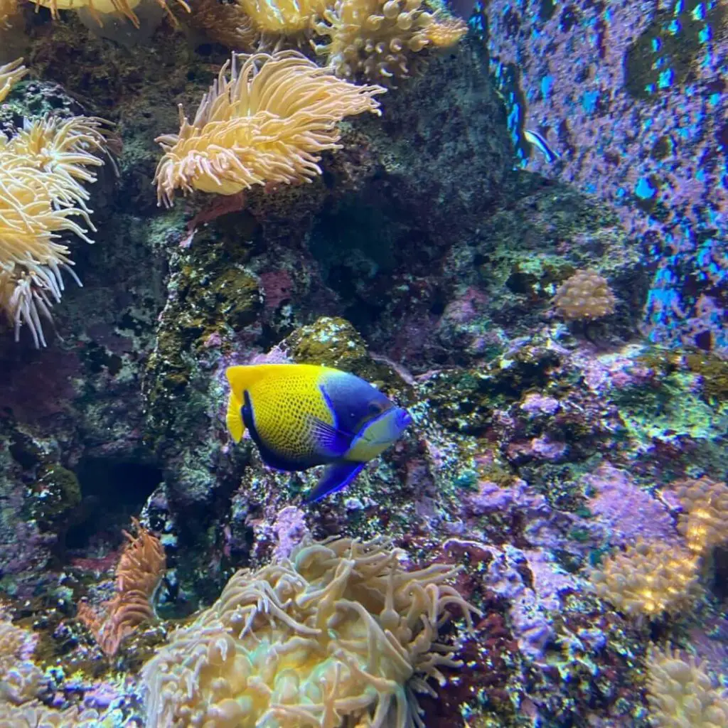 Coral garden fish
