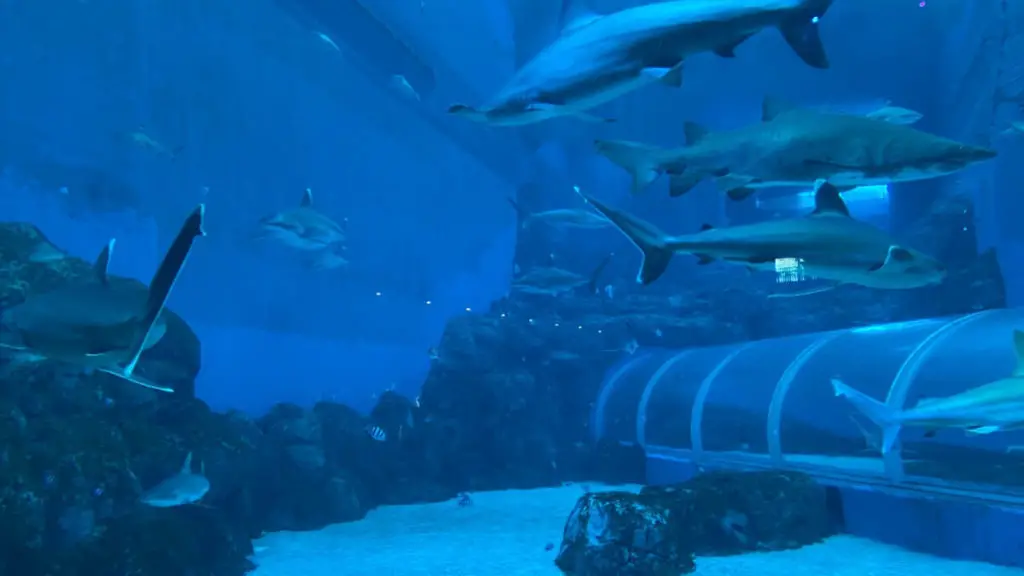 SEA Aquarium shark